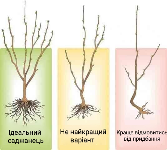 1.1 Коренева система саджанця