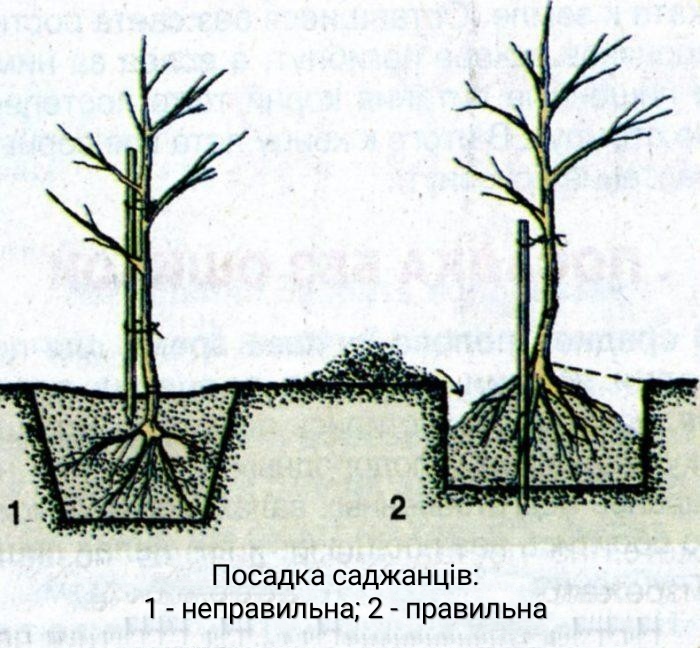 1.1 Схема посадки саджанця