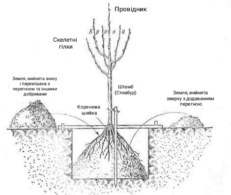 Схема посадки саджанця