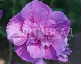 Гібіскус сирійський махровий Lavender Chiffon