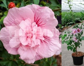 Гібіскус сирійський махровий Pink Chiffon