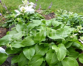 hosta-venus