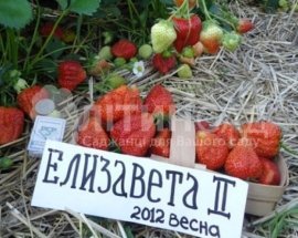 Полуниця К. Елизавета II 20шт