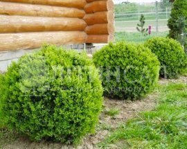 Самшит вічнозелений "Buxus sempervirens" (25-30см)