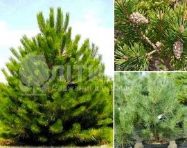 Сосна звичайна "pinus-sylvestris" 5 років