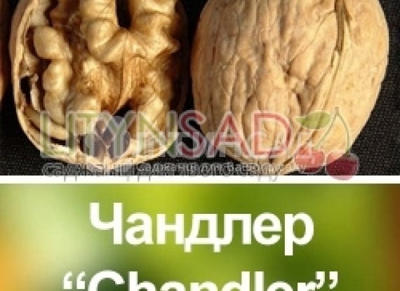 Волоський горіх Чандлер "Chandler" *Щеплений*