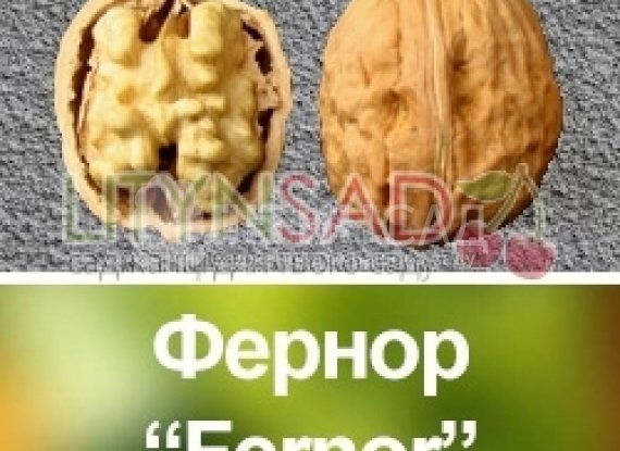 Волоський горіх Фернор "Fernor" *Щеплений*