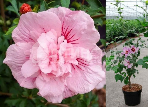 Гібіскус сирійський махровий Pink Chiffon