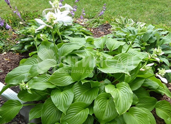 hosta-venus