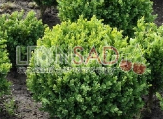 Самшит вічнозелений "Buxus sempervirens" (35-40см)