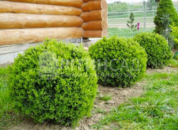 Самшит вічнозелений "Buxus sempervirens" (25-30см)