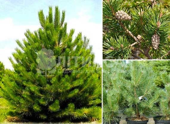 Сосна звичайна "pinus-sylvestris" 5 років