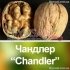 Волоський горіх Чандлер "Chandler" *Щеплений*