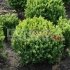 Самшит вічнозелений "Buxus sempervirens" (25-30см)